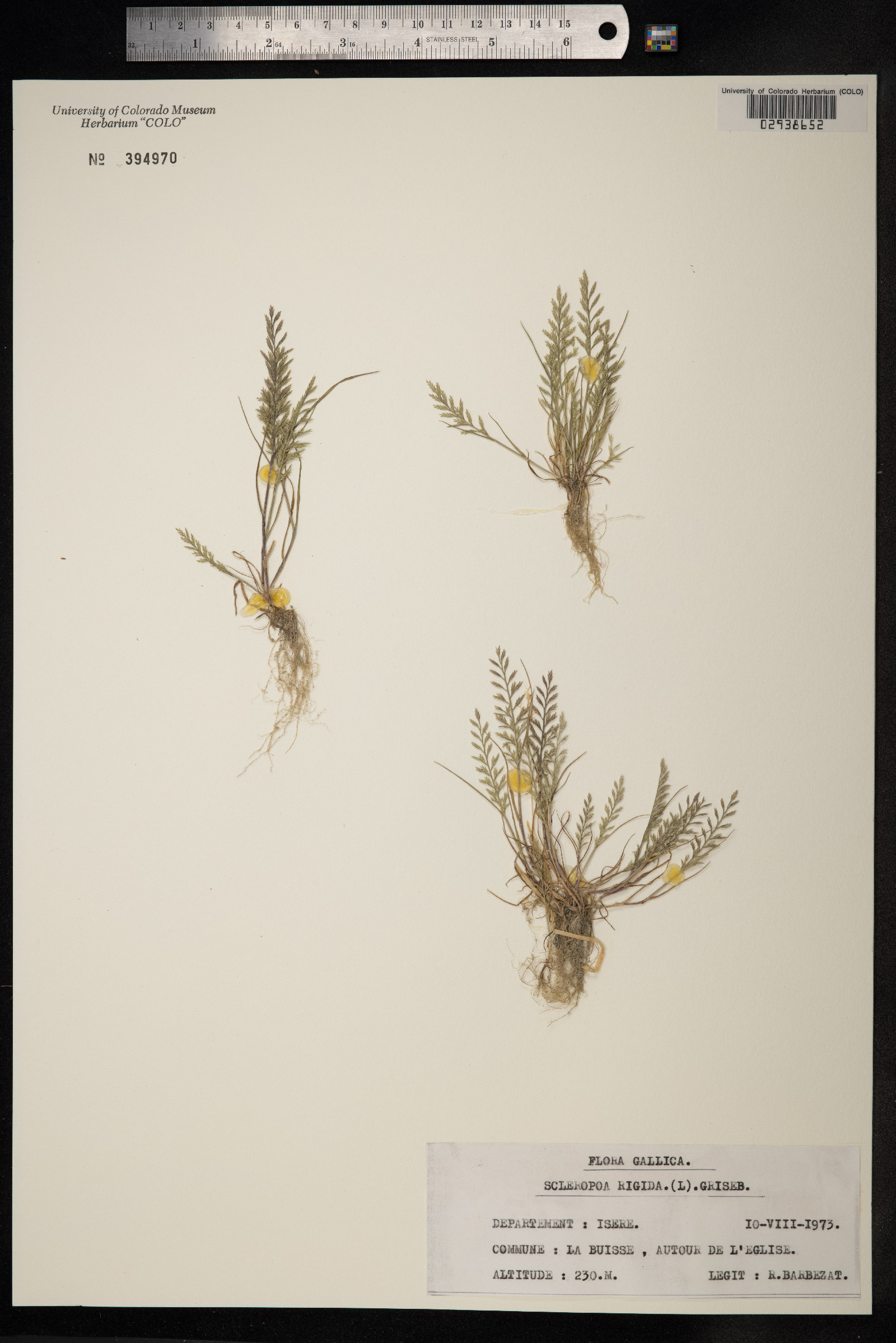 Sclerochloa image