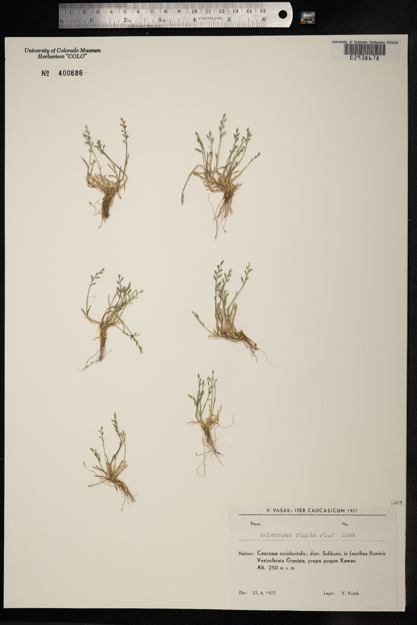 Sclerochloa image