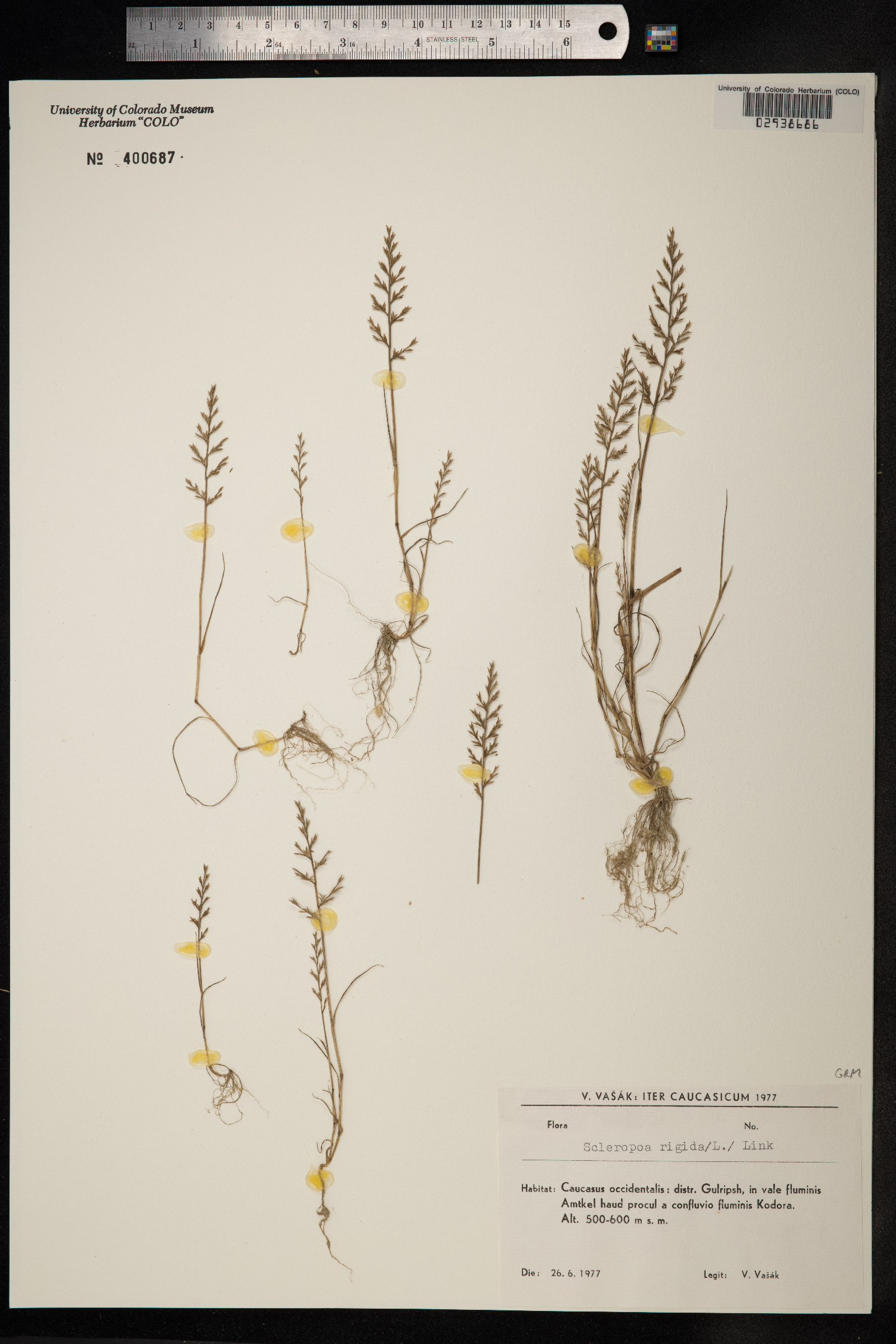 Sclerochloa image