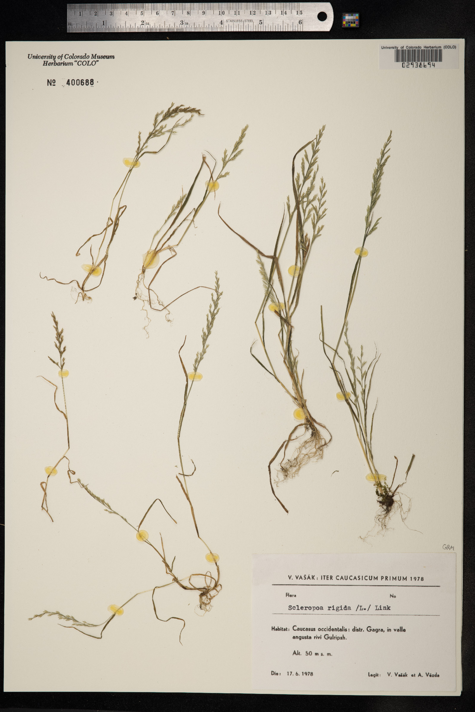Catapodium image