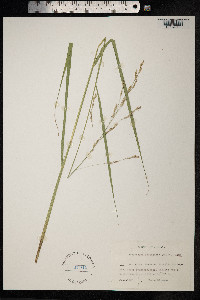 Scolochloa festucacea image