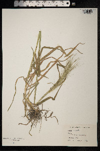 Secale cereale image