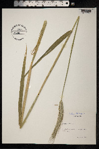 Secale cereale image