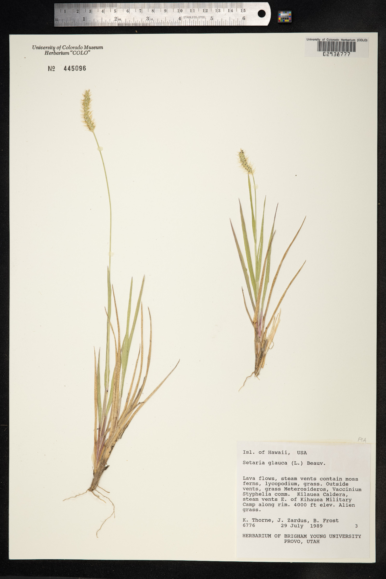 Setaria glauca image