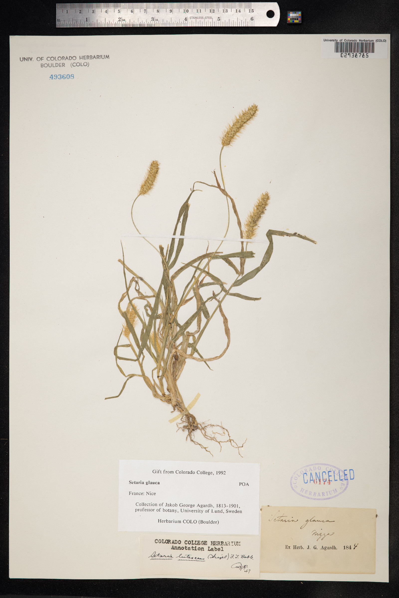 Setaria glauca image