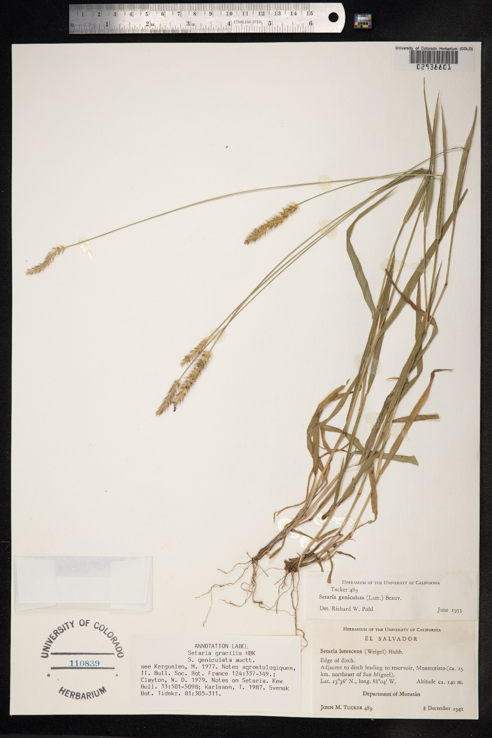 Setaria parviflora image