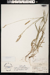 Setaria parviflora image