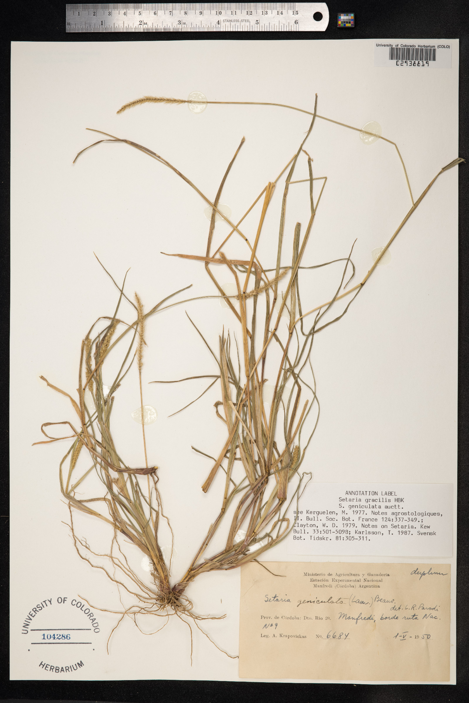 Setaria parviflora image