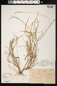 Setaria parviflora image