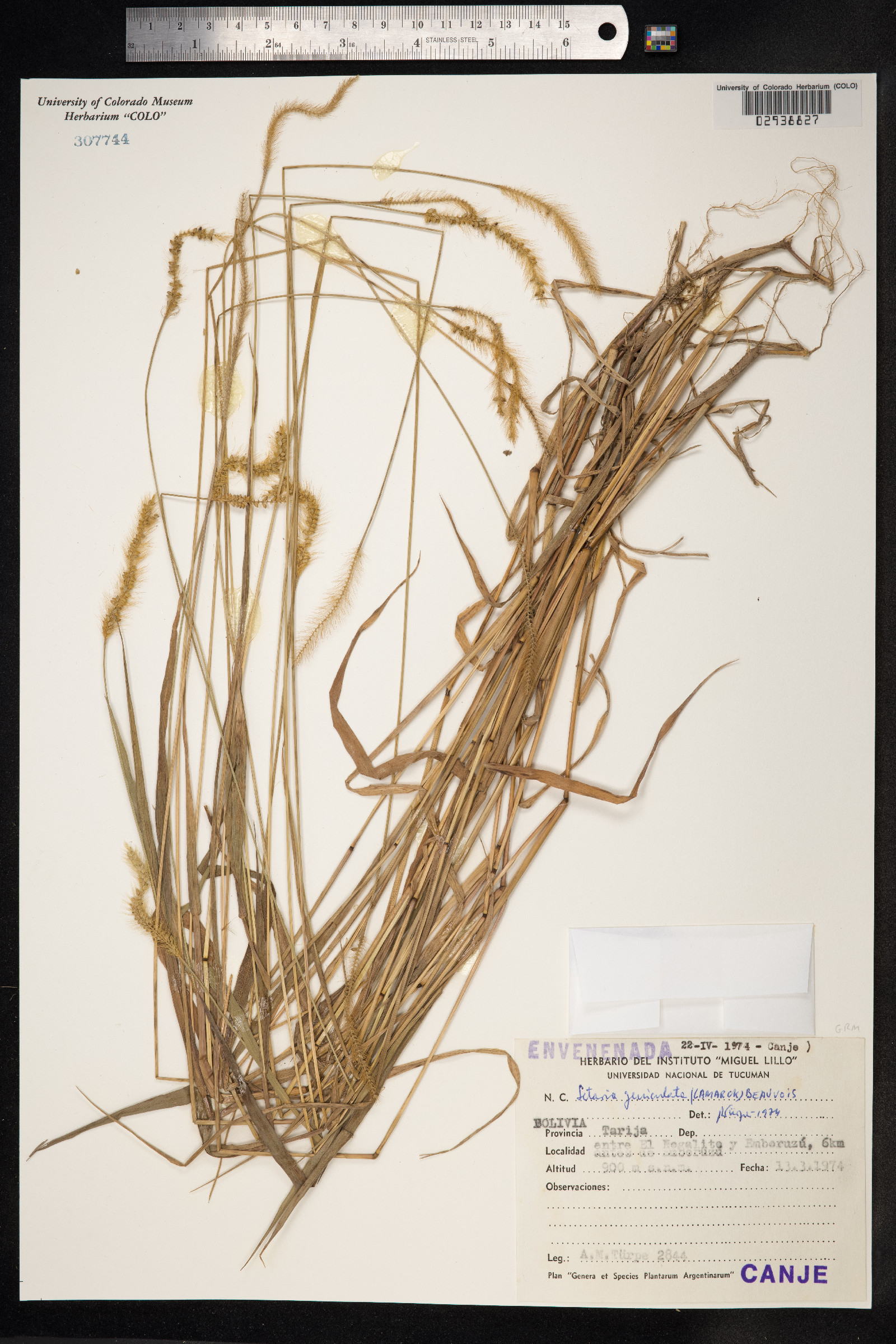 Setaria parviflora image