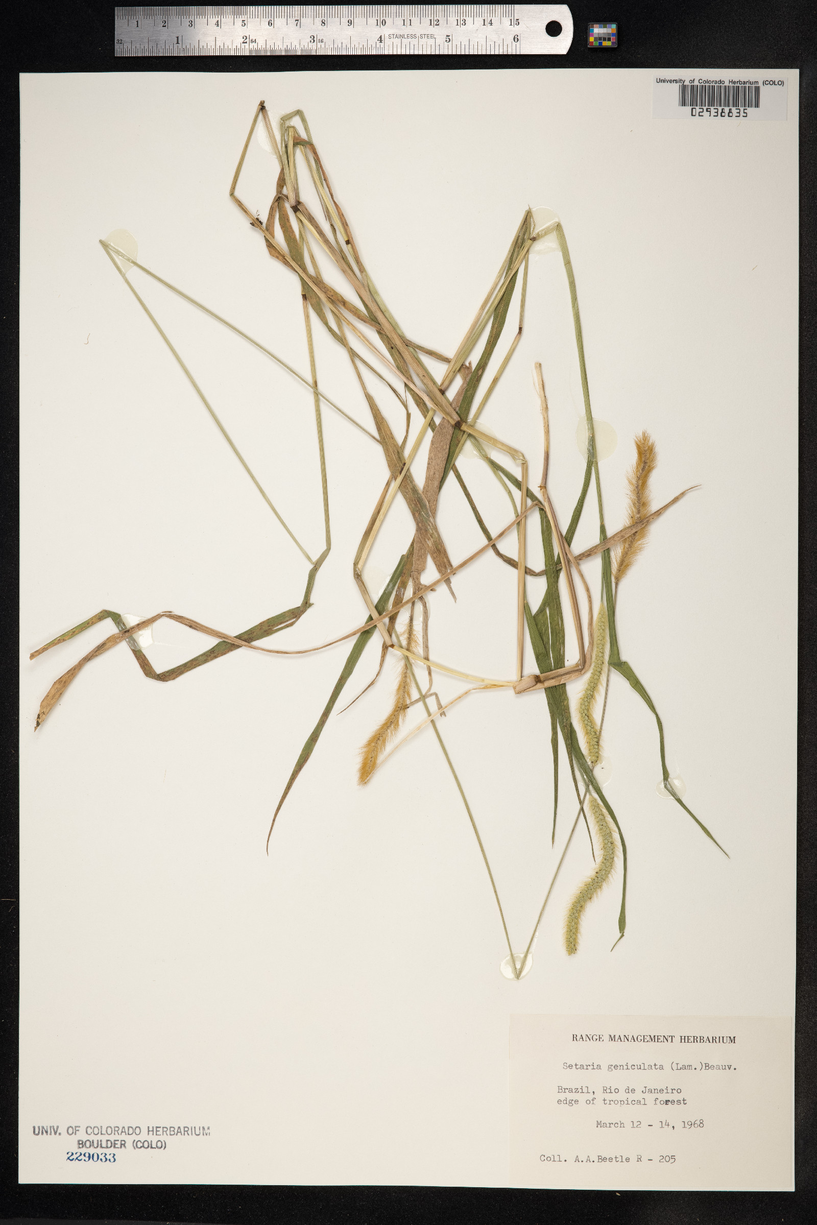 (linked from Setaria gracilis) Setaria parviflora image