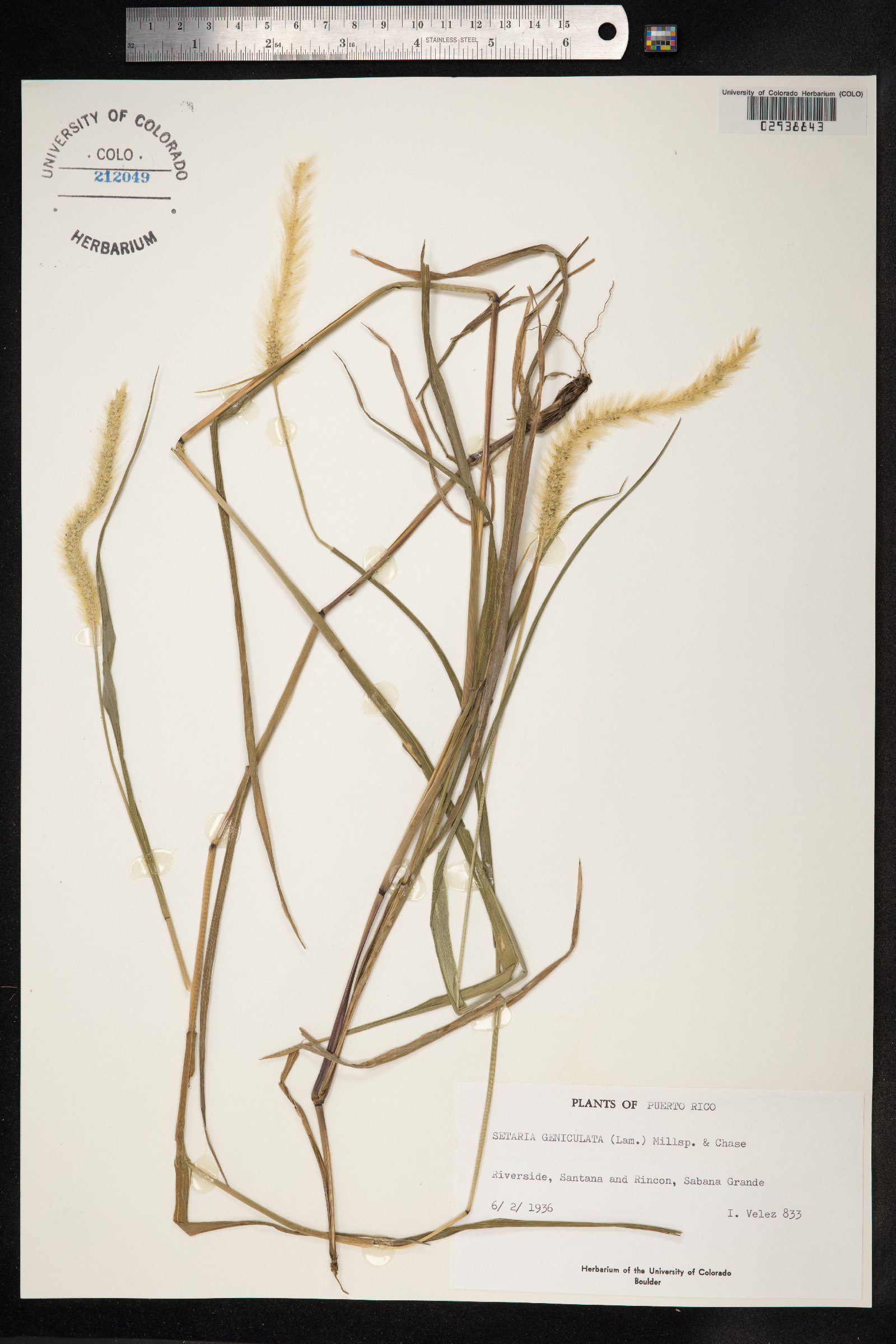 Setaria parviflora image