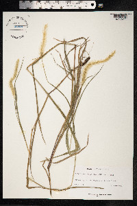 Setaria parviflora image