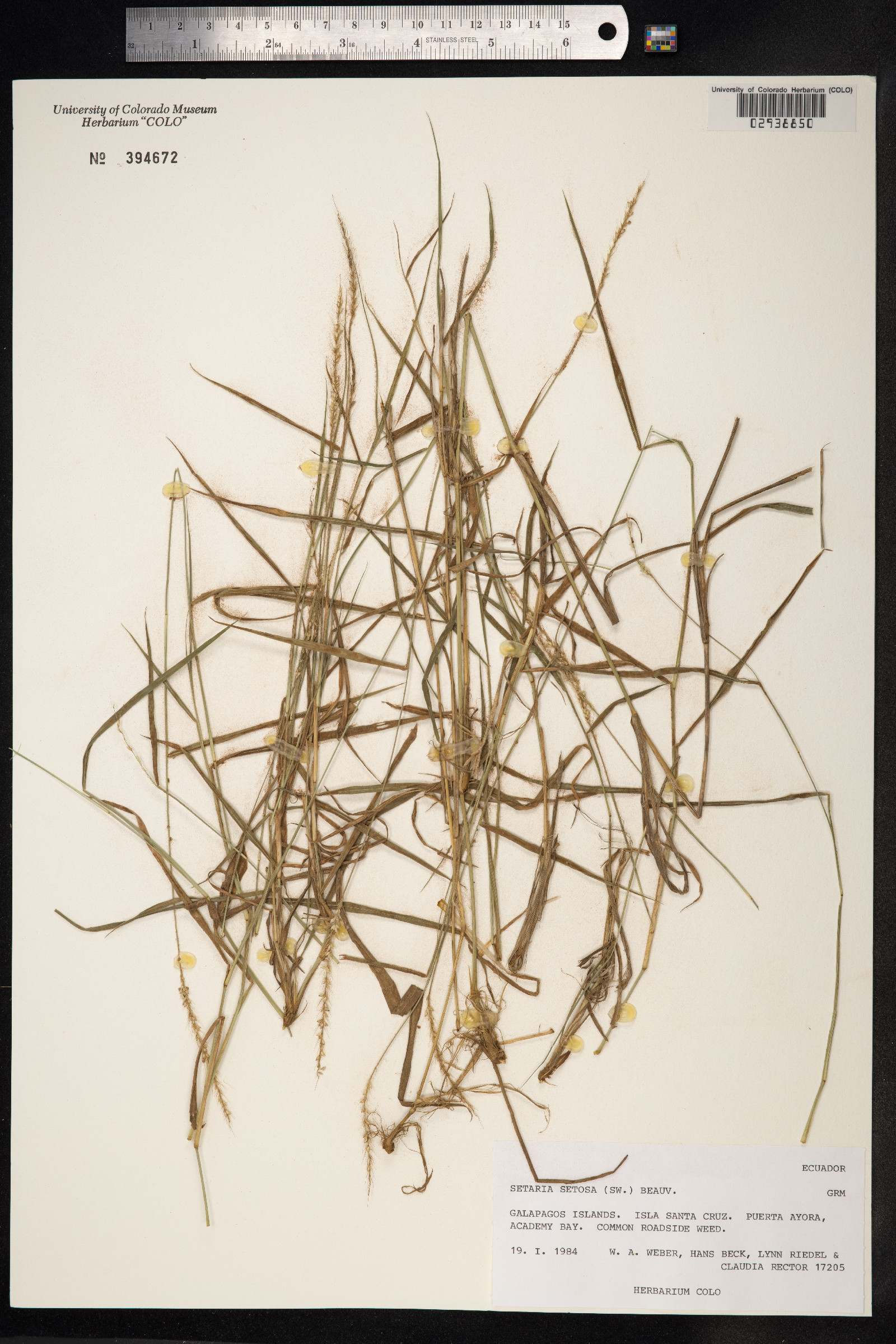 Setaria setosa image