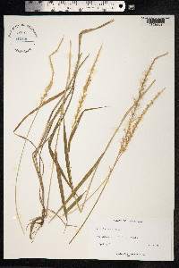 Setaria setosa image