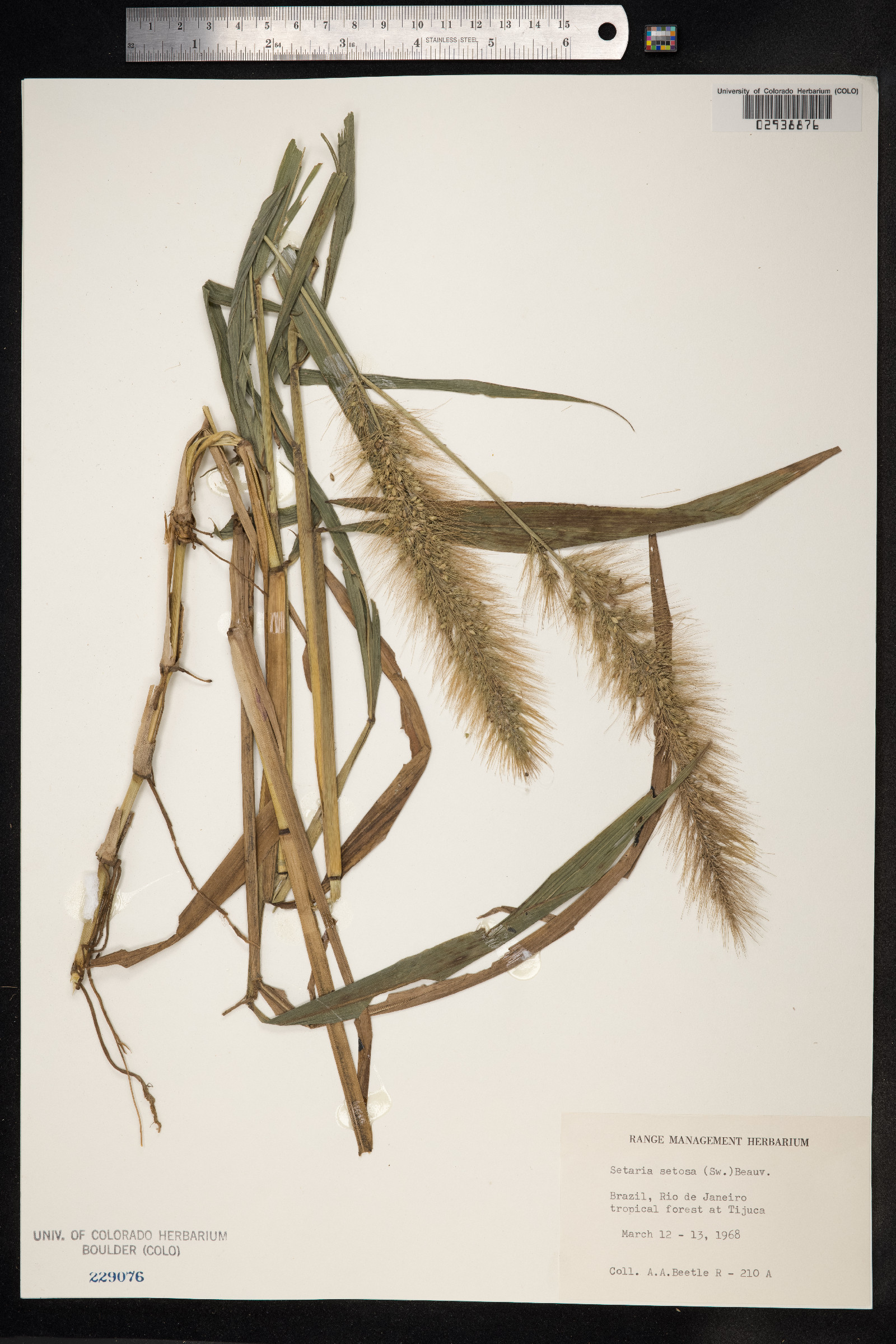 Setaria setosa image
