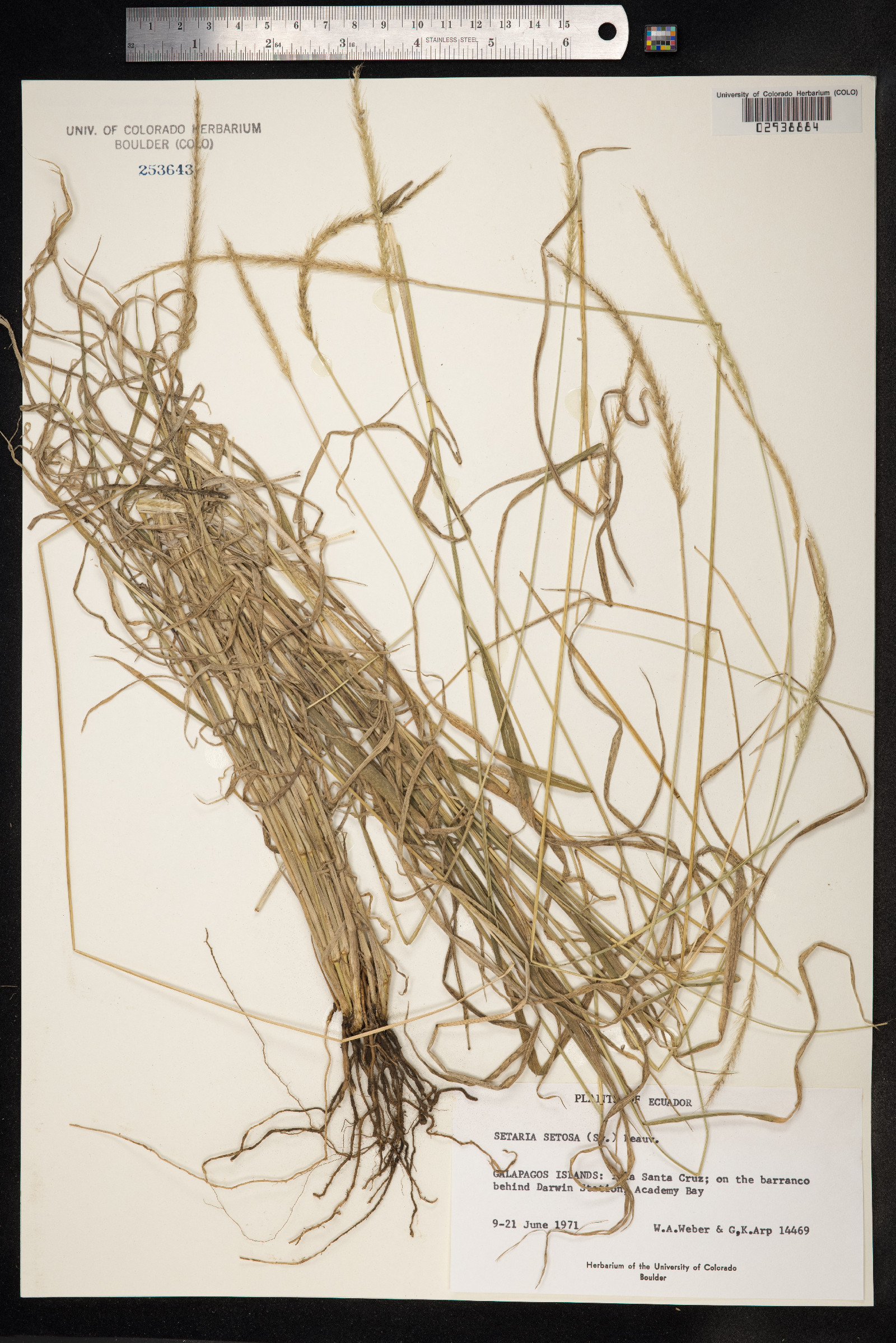 Setaria setosa image