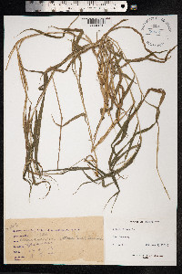 Setaria setosa image