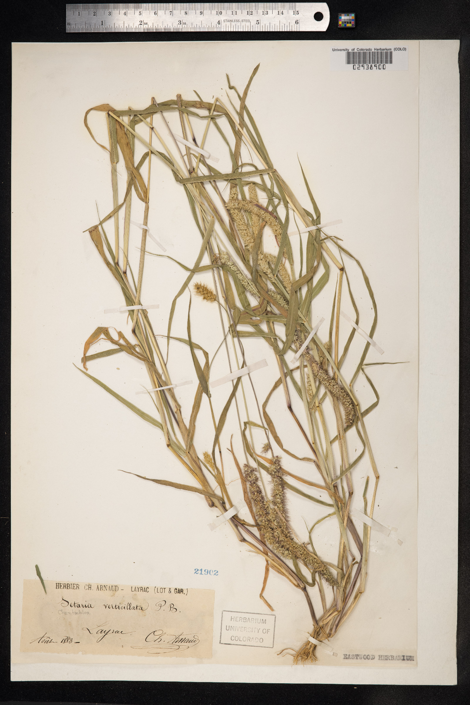 Setaria verticillata image