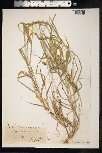 Setaria verticillata image