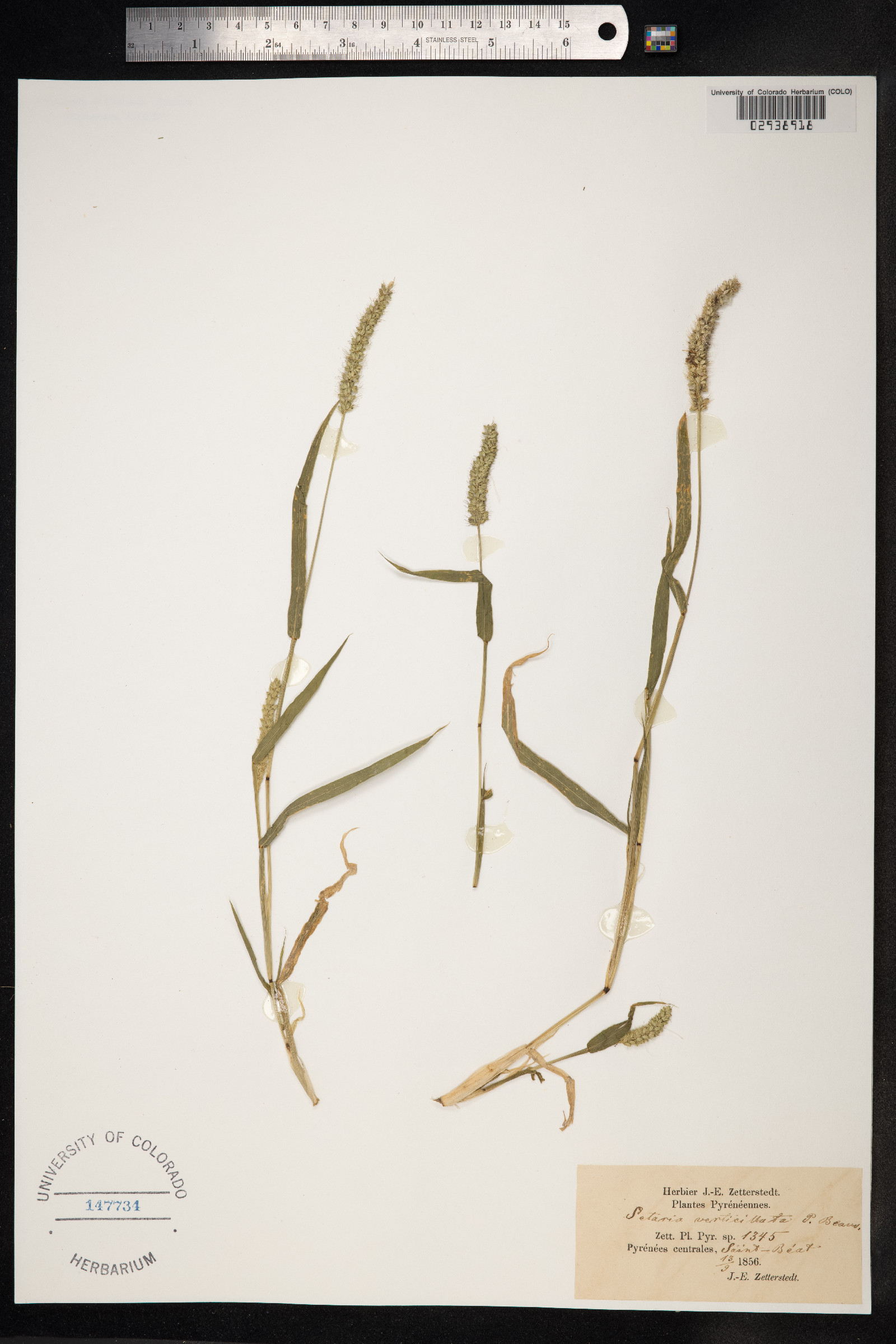 Setaria verticillata image