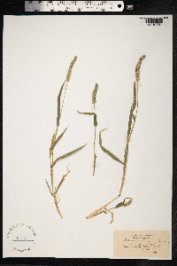 Setaria verticillata image