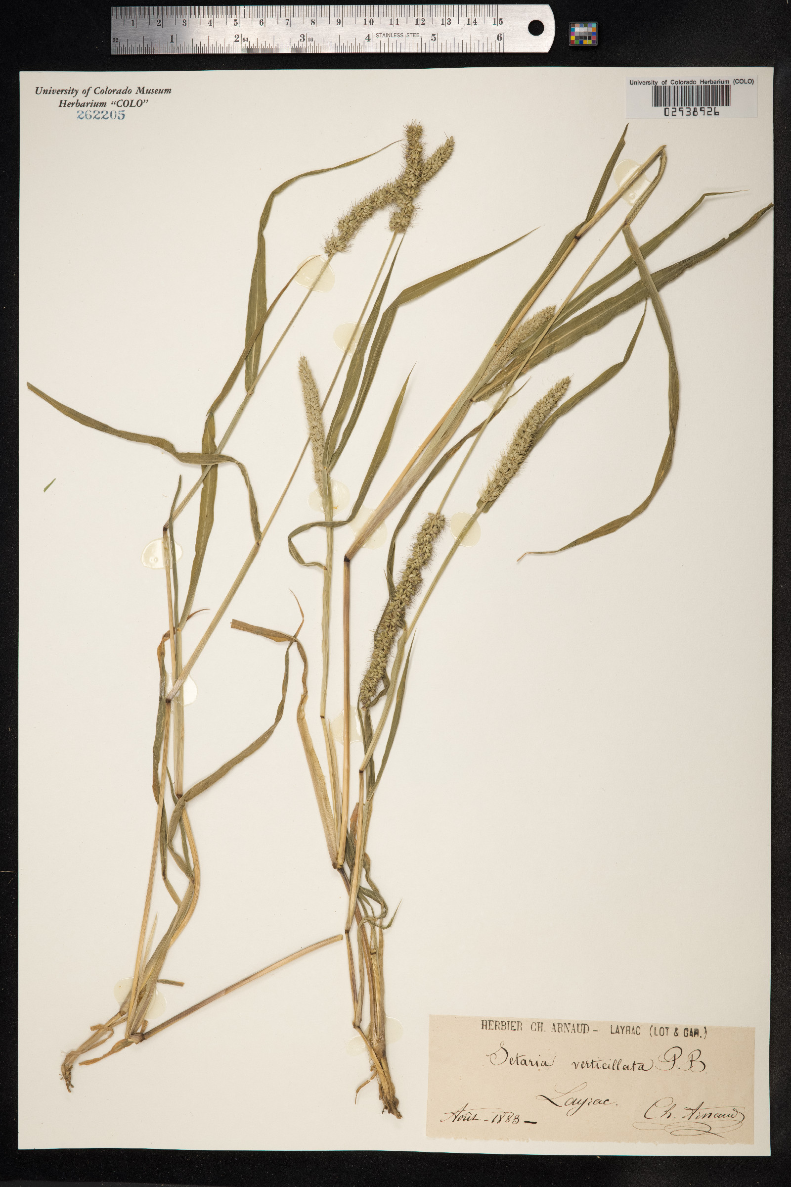 Setaria verticillata image