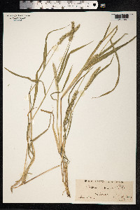 Setaria verticillata image
