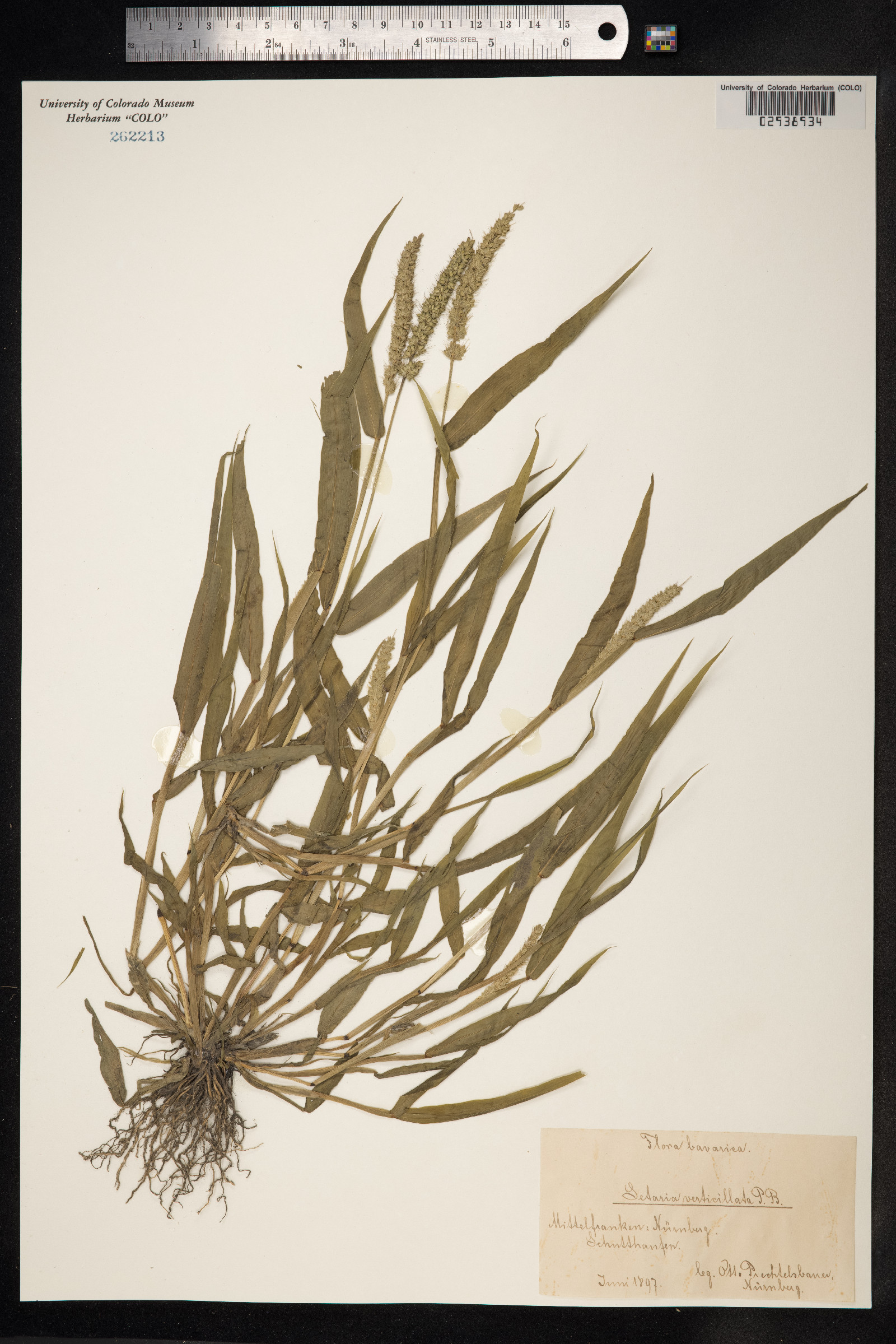 Setaria verticillata image