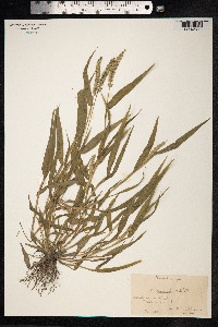 Setaria verticillata image