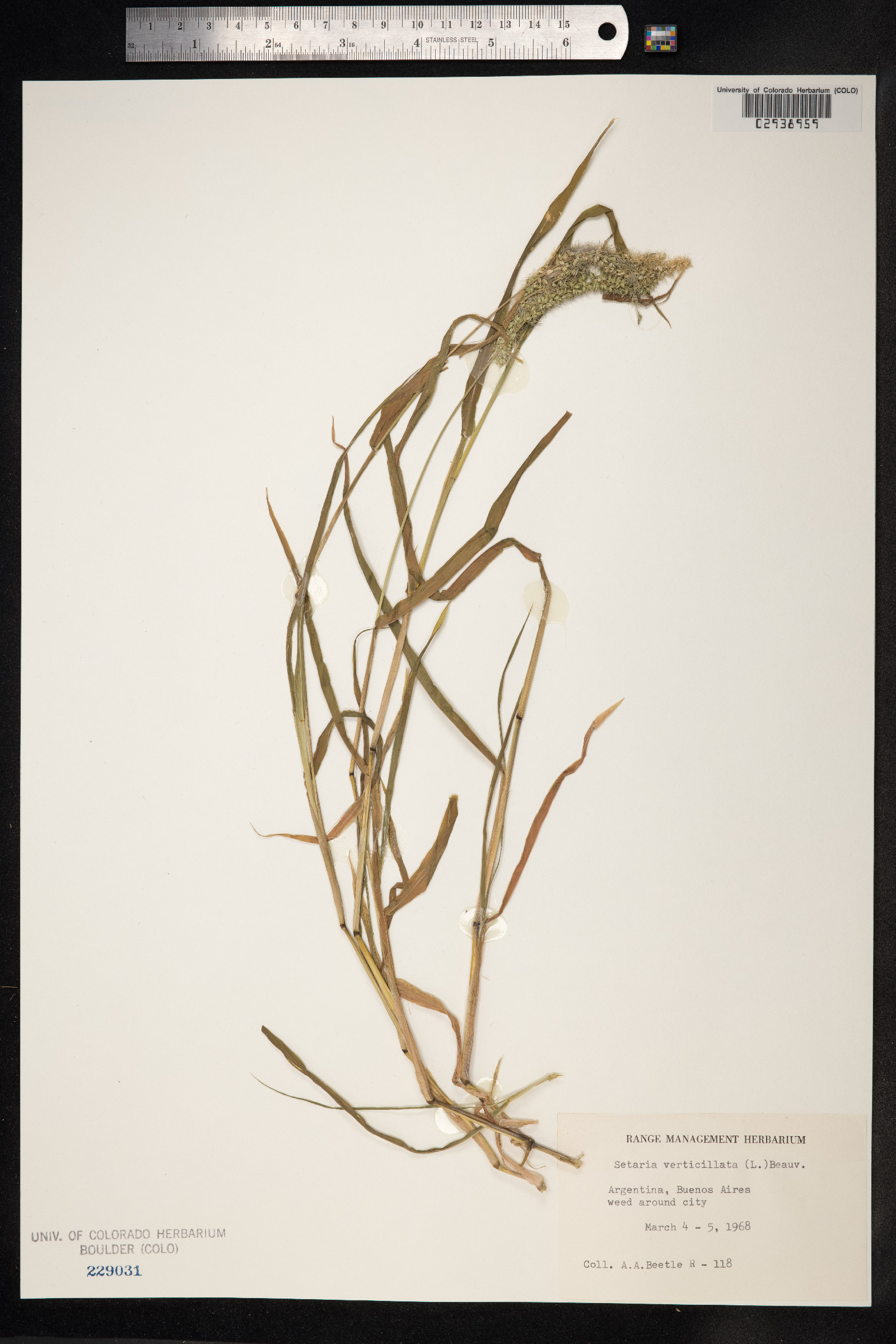 Setaria verticillata image