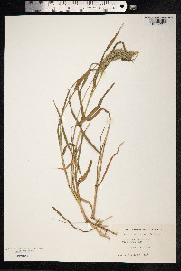 Setaria verticillata image