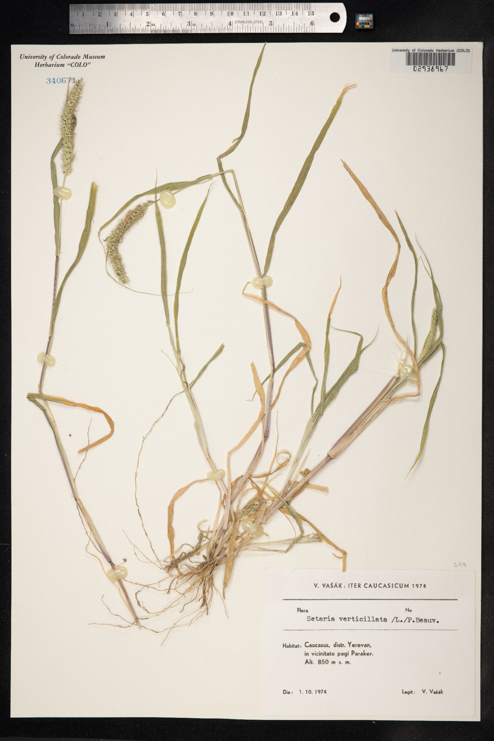 Setaria verticillata image