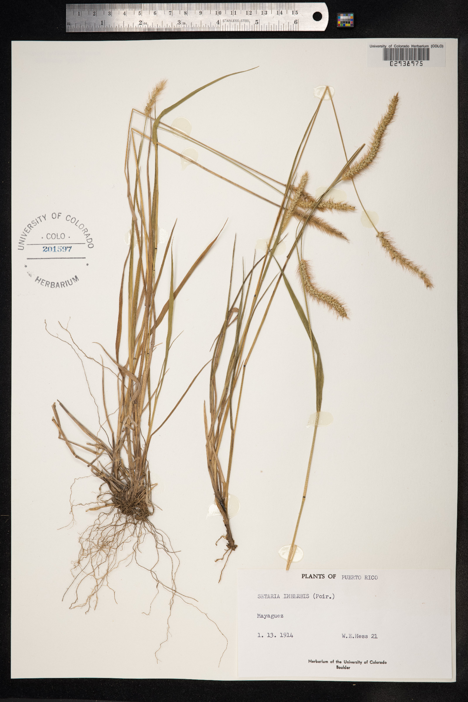 Setaria imberbis image