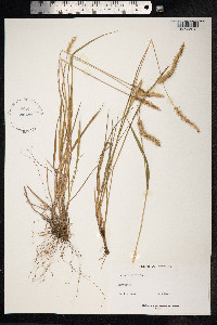 Image of Setaria imberbis