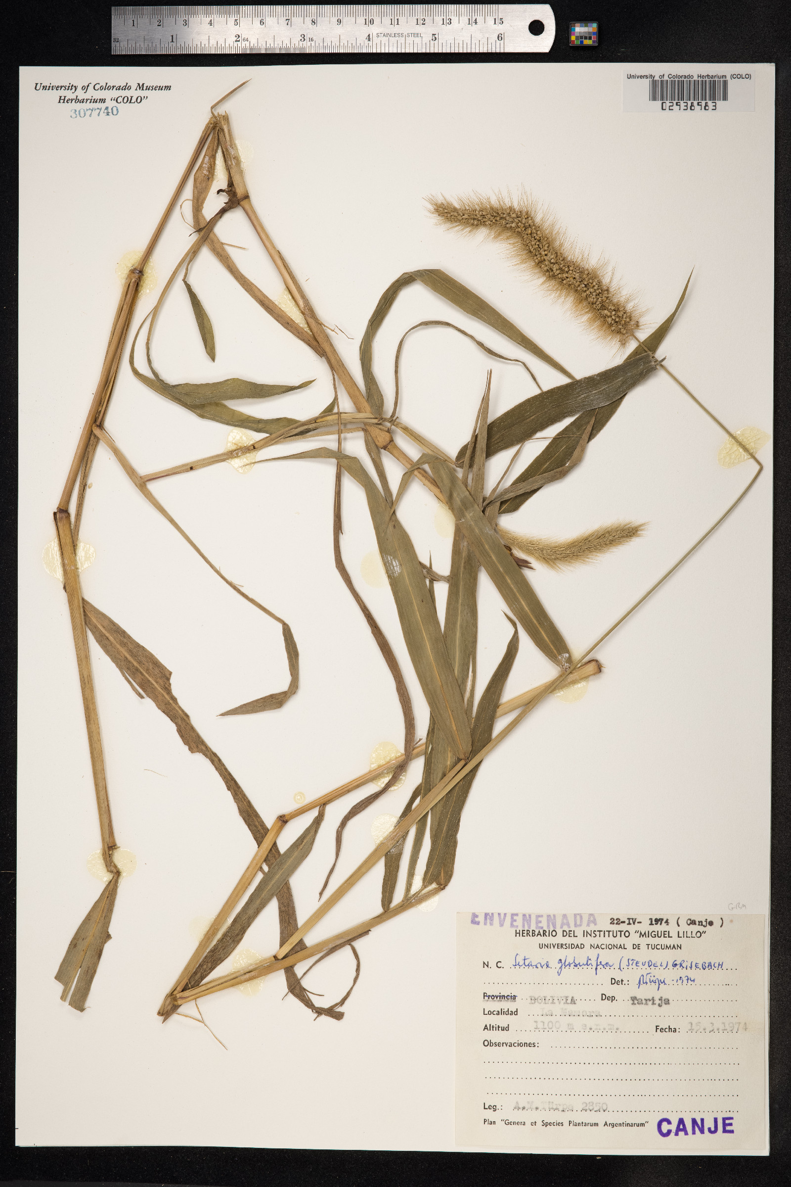 Setaria globulifera image
