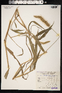 Image of Setaria globulifera