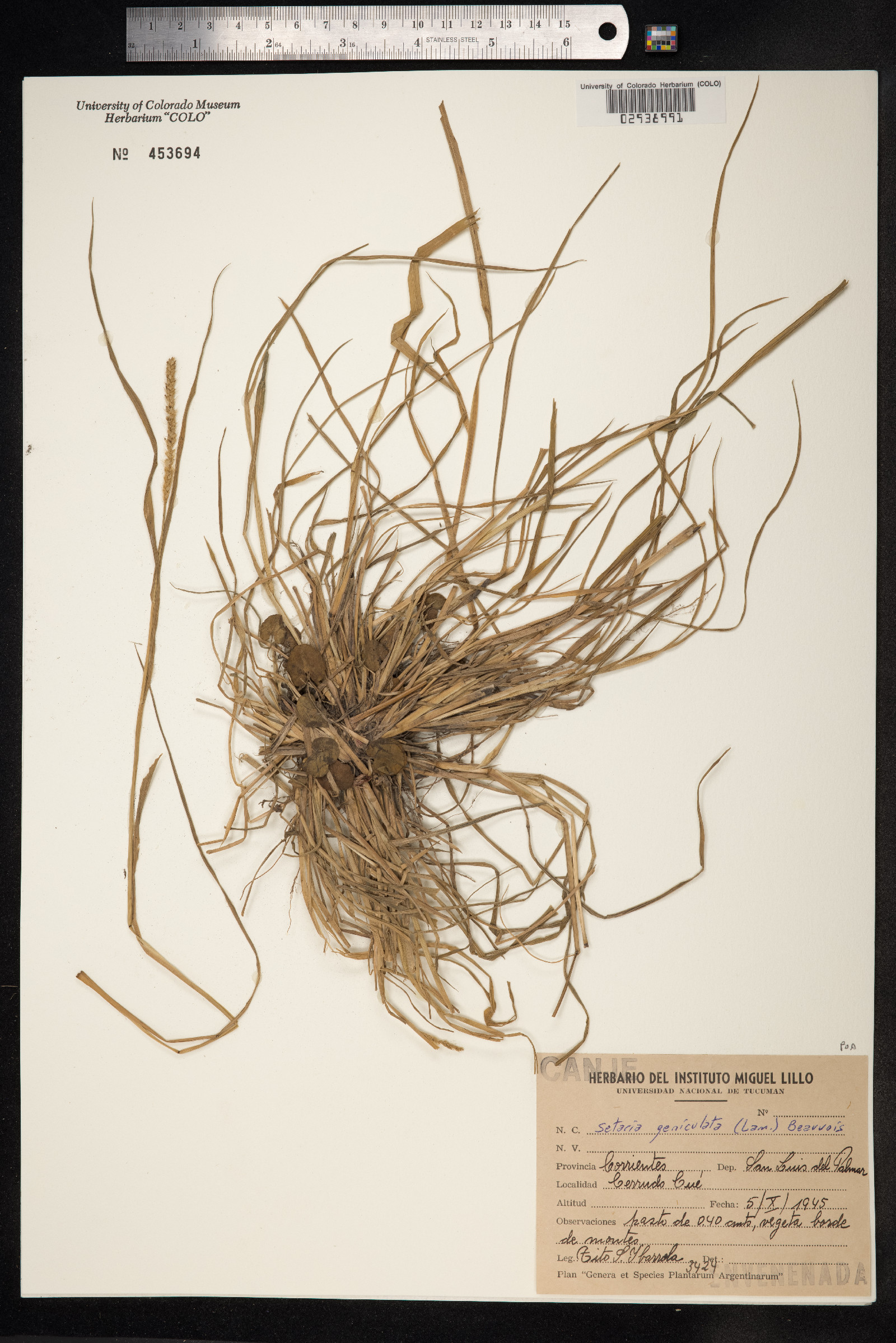 Setaria image