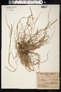 Image of Setaria geniculata
