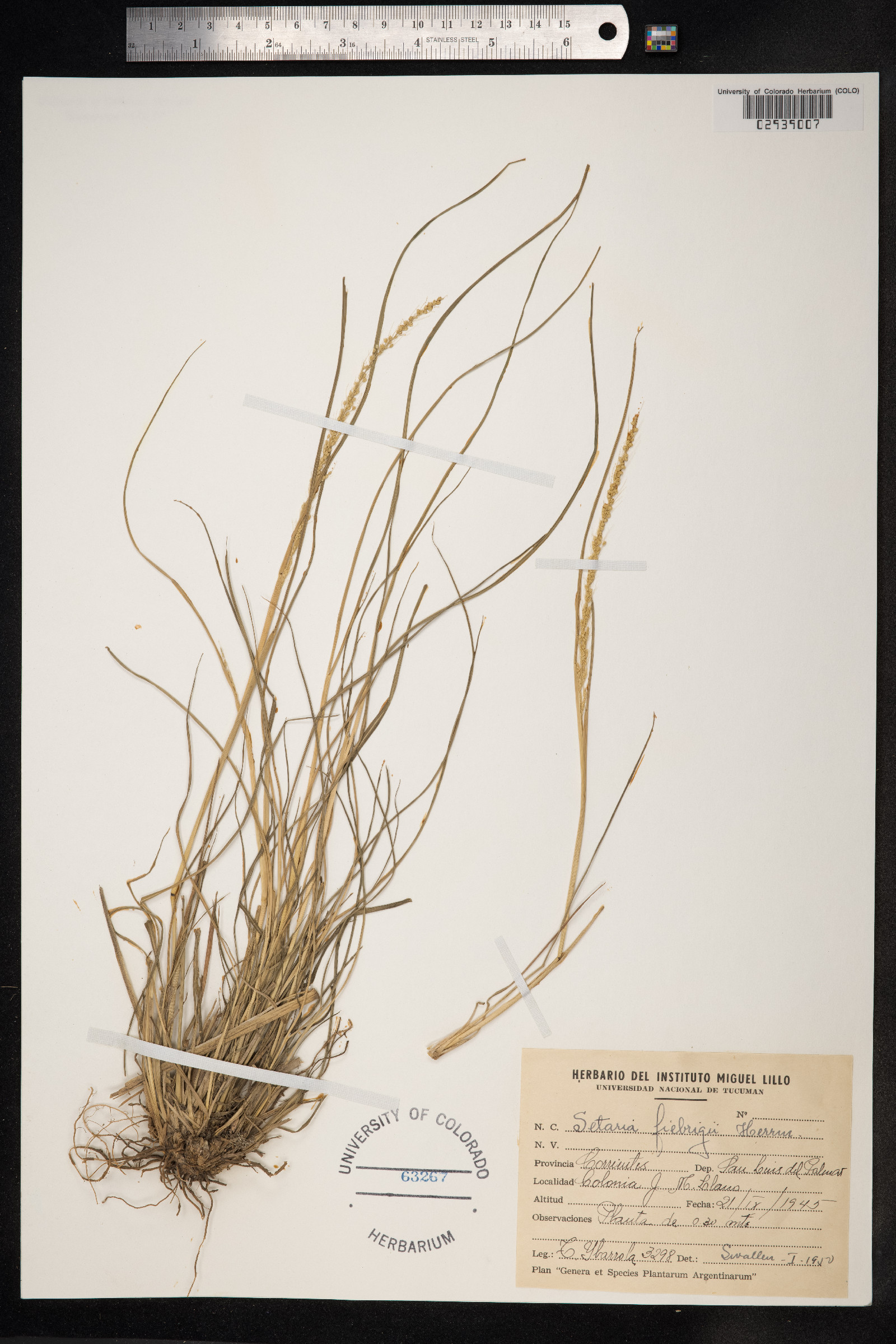 Setaria fiebrigii image