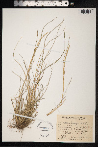 Image of Setaria fiebrigii