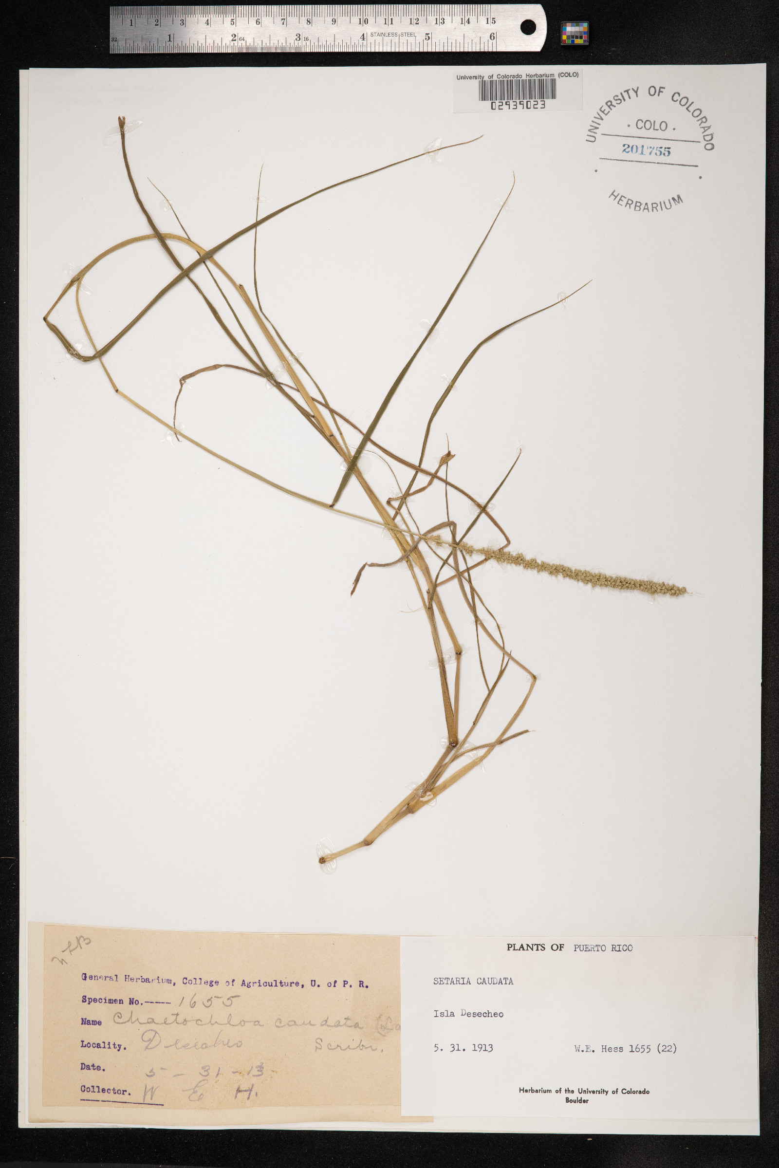 Setaria setosa image