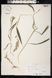 Image of Setaria barbata