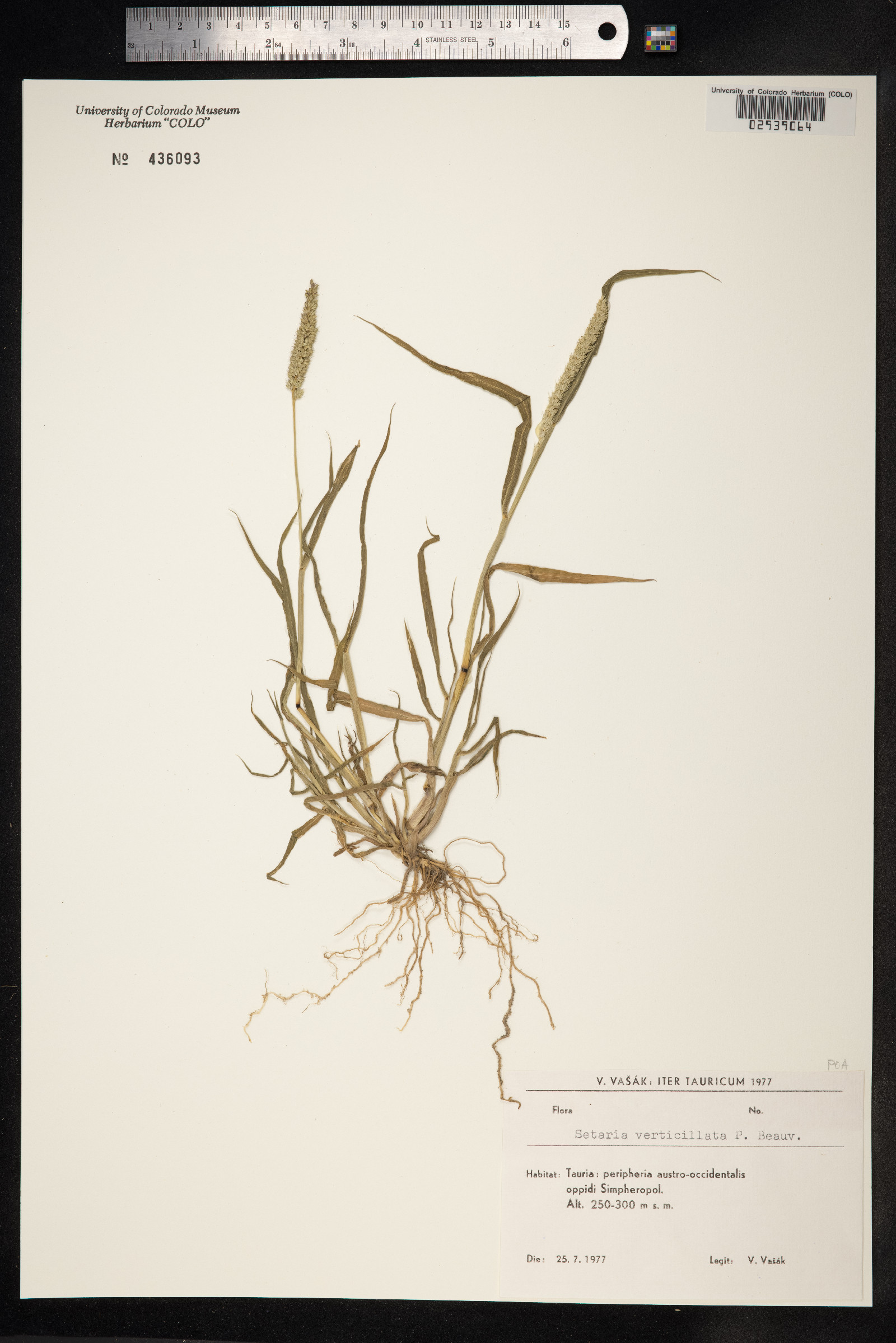 Setaria verticillata image