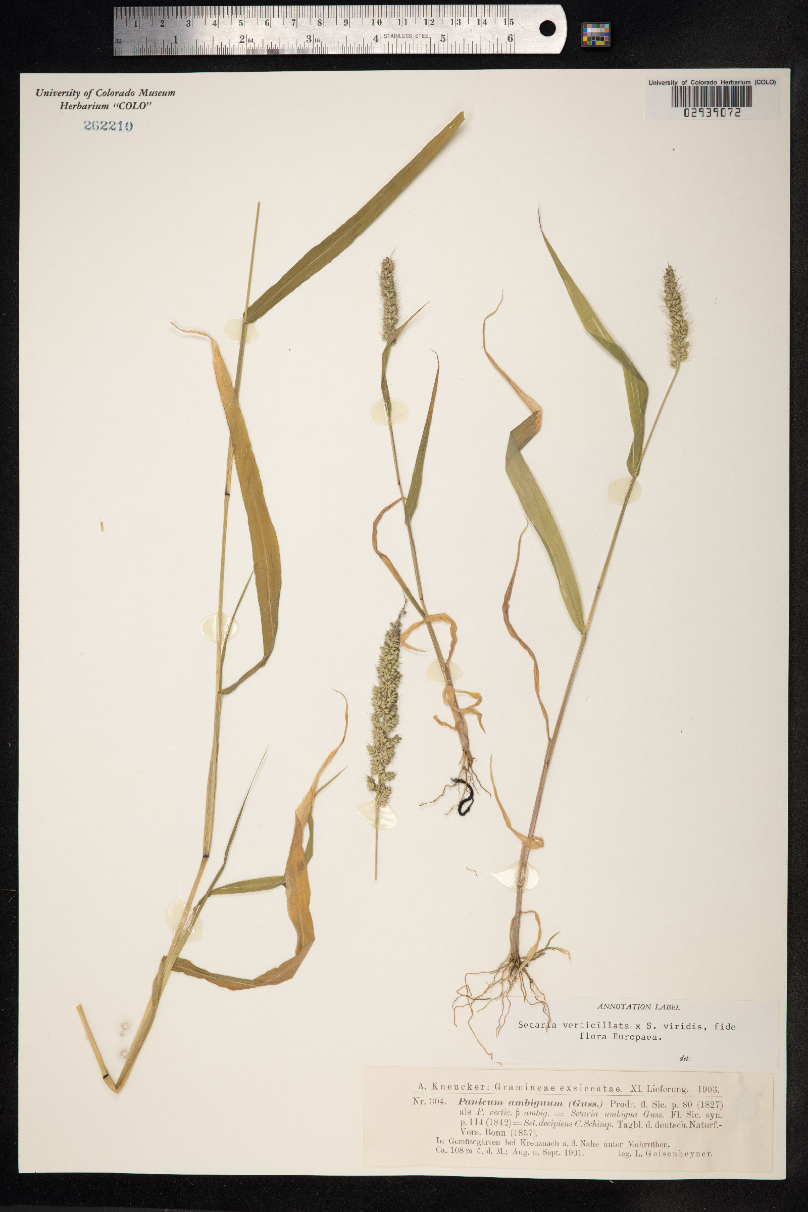 Setaria verticillata image