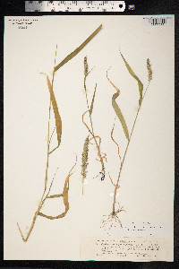 Setaria verticillata image