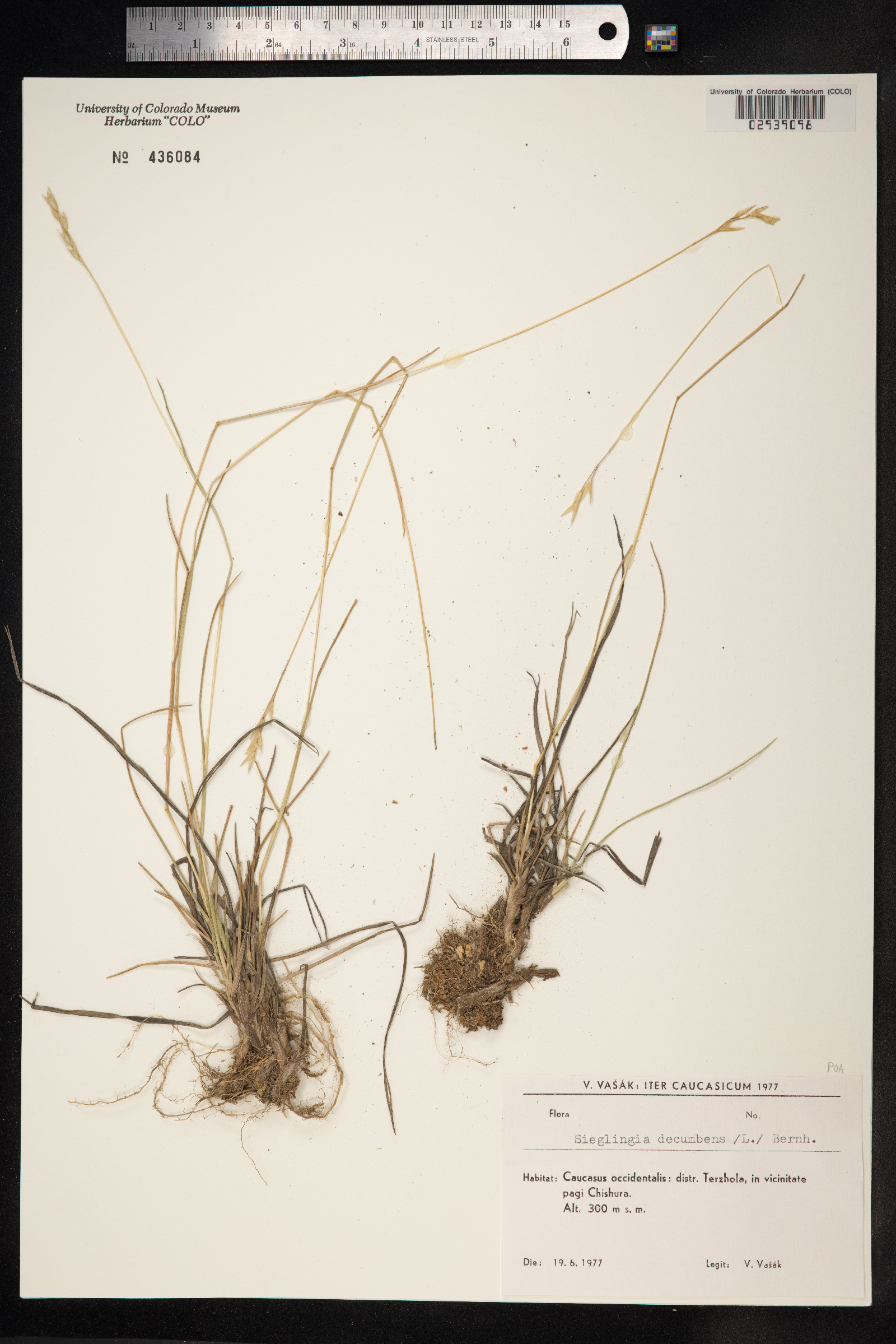 Danthonia decumbens image