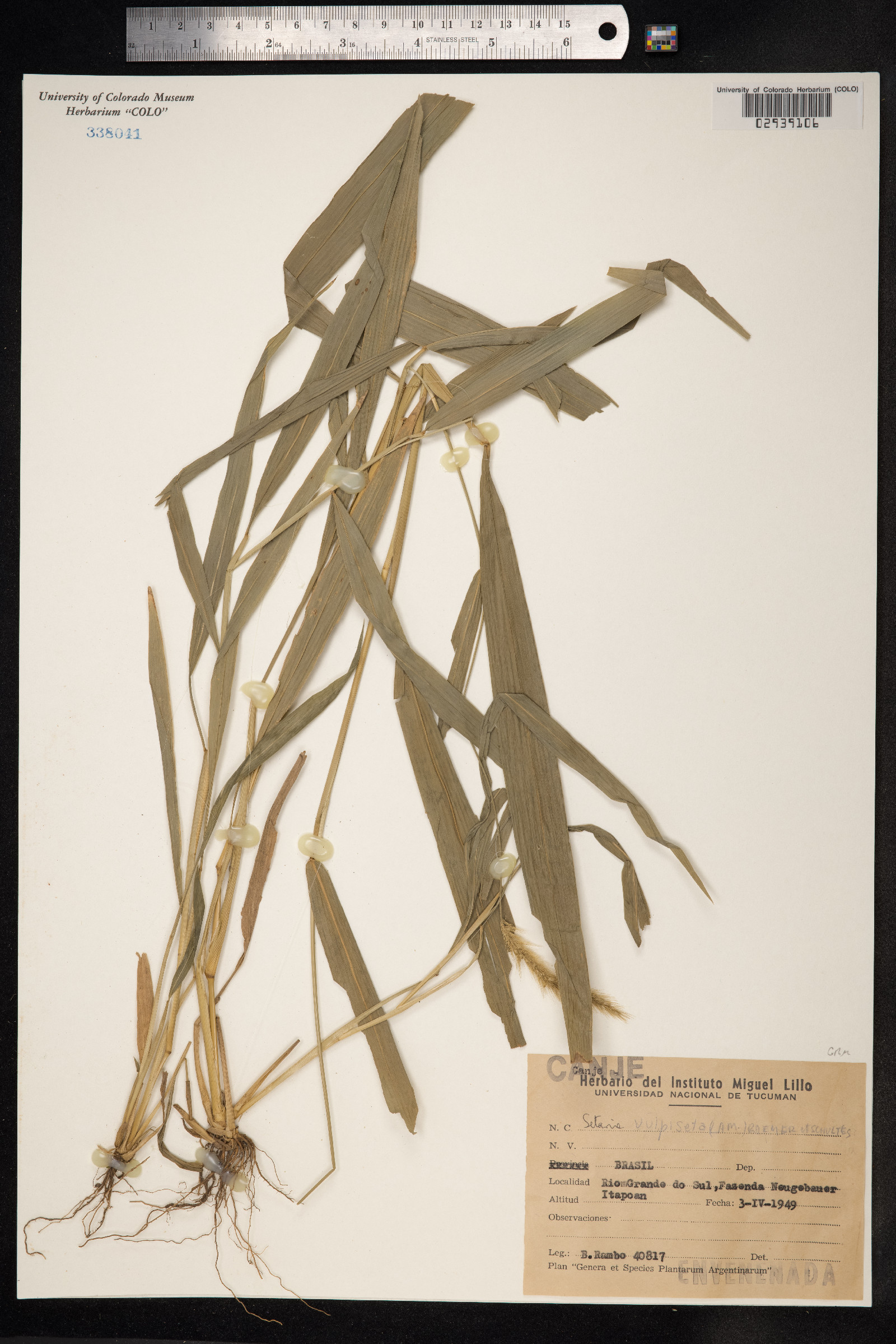 Setaria vulpiseta image