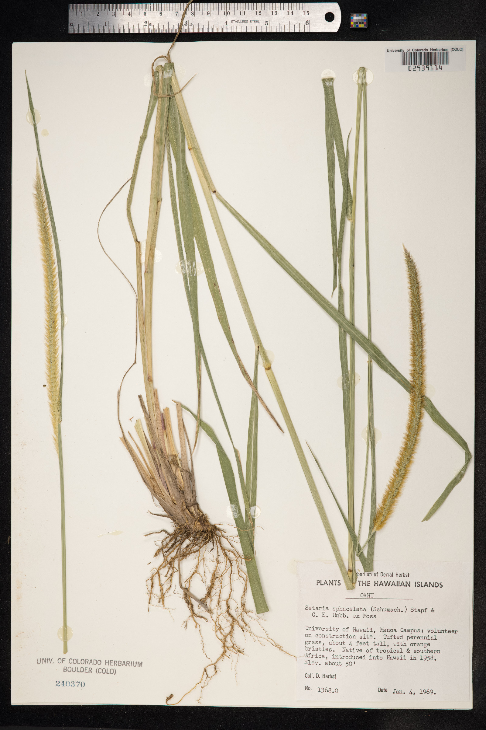 Setaria sphacelata image
