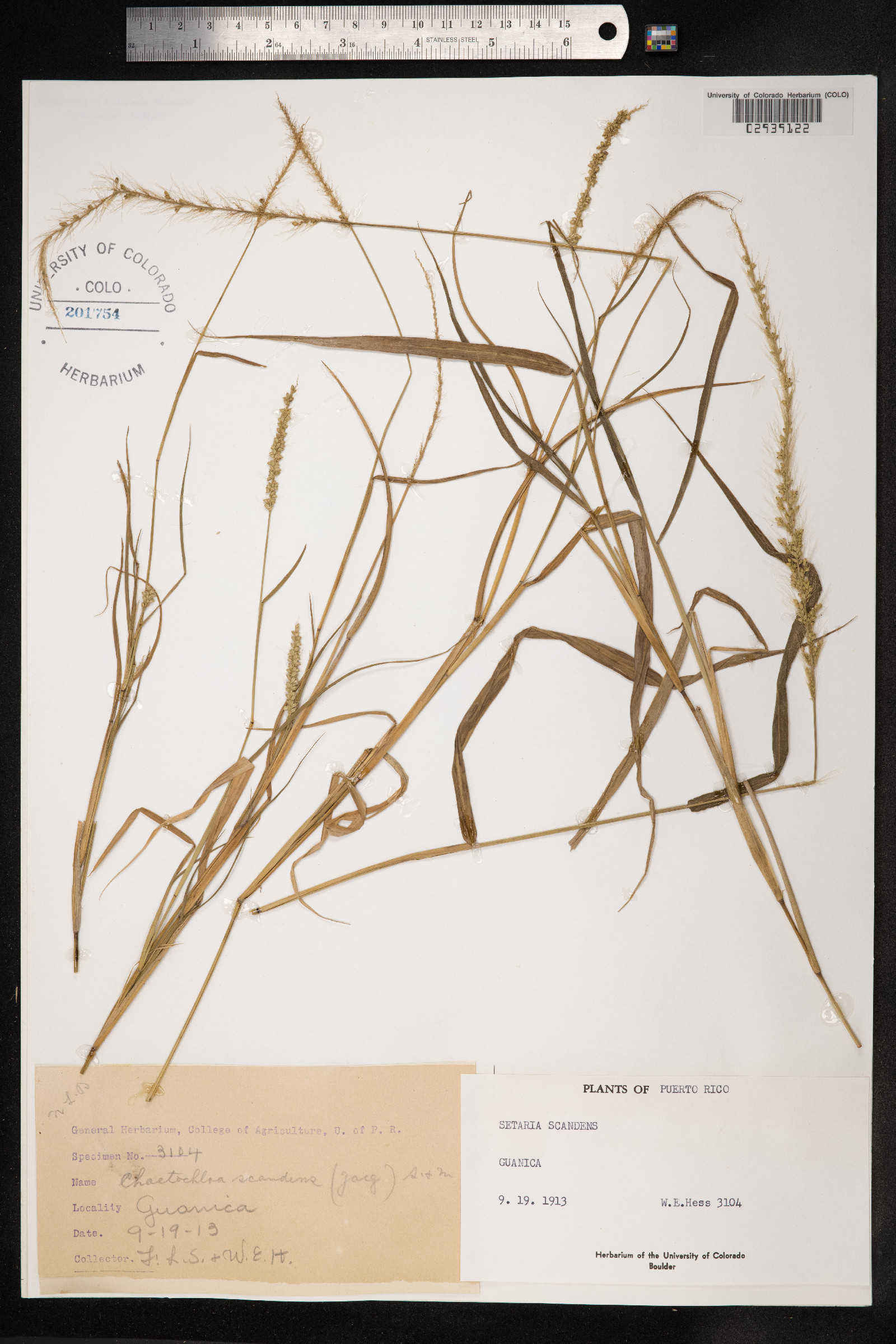 Setaria scandens image